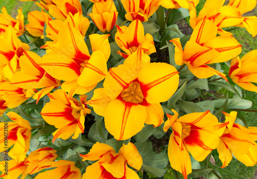Wallpaper Mural Beautiful colorful tulips, close-up. Torontodigital.ca