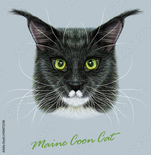 Vector Illustrative Portrait of Maine Coon