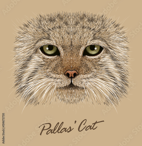 Vector Illustrative Portrait of a Manul Cat.