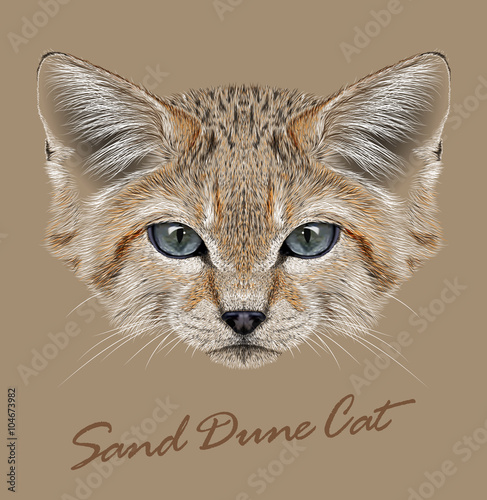 Photography Vector Illustrative Portrait Sand Dune Cats