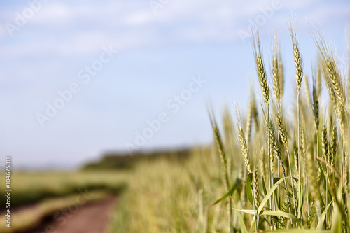 Green wheat field