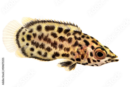 Spotted african leaf fish Ctenopoma acutirostre tropical aquarium fish photo