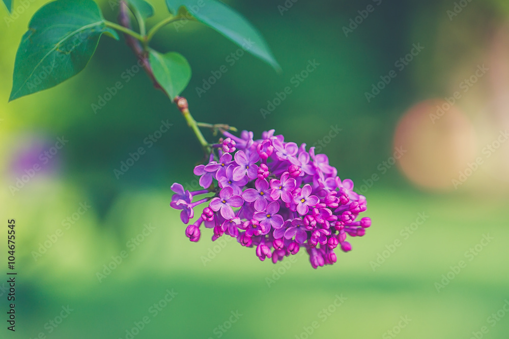 Obraz premium Branch of a purple lilac