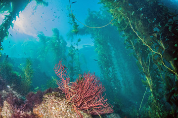 Foto auf Acrylglas Tauchen Catalina Island - Tauchen  © Michael Bogner