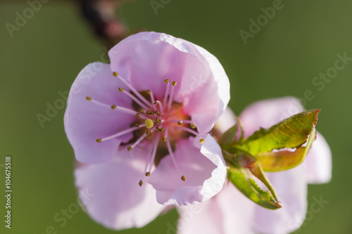 detail of blossom peach tree