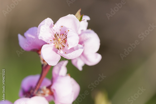 detail of blossom peach tree