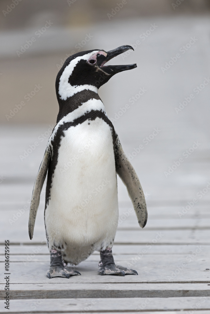 Obraz premium Magellanic Penguin / Patagonia Penguin walking over a bridge