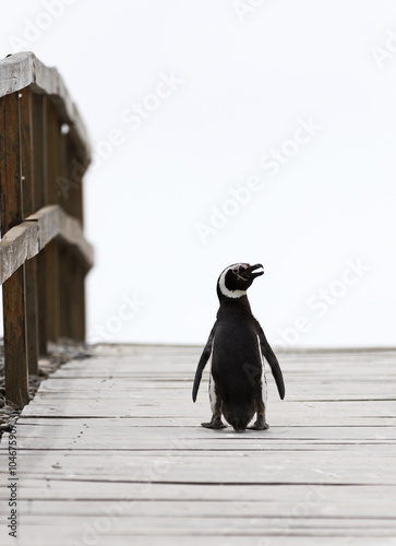 Magellanic Penguin / Patagonia Penguin walking over a bridge photo