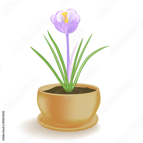 Spring flower in a flowerpot on white background.