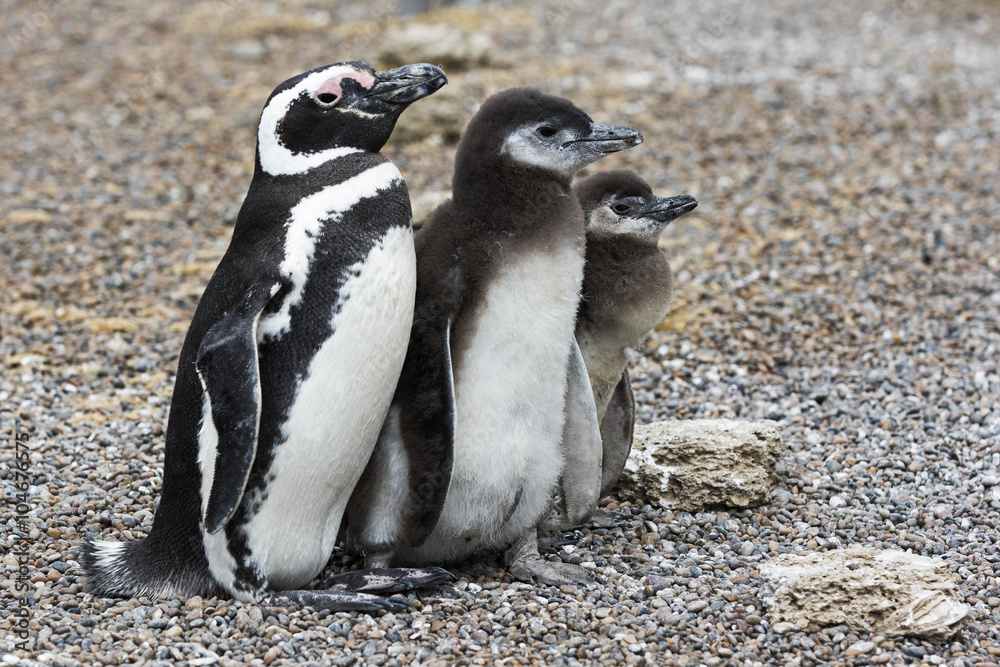 Naklejka premium Magellanic Penguins / Patagonia Penguin family mother and babies