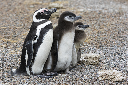 Magellanic Penguins / Patagonia Penguin family mother and babies