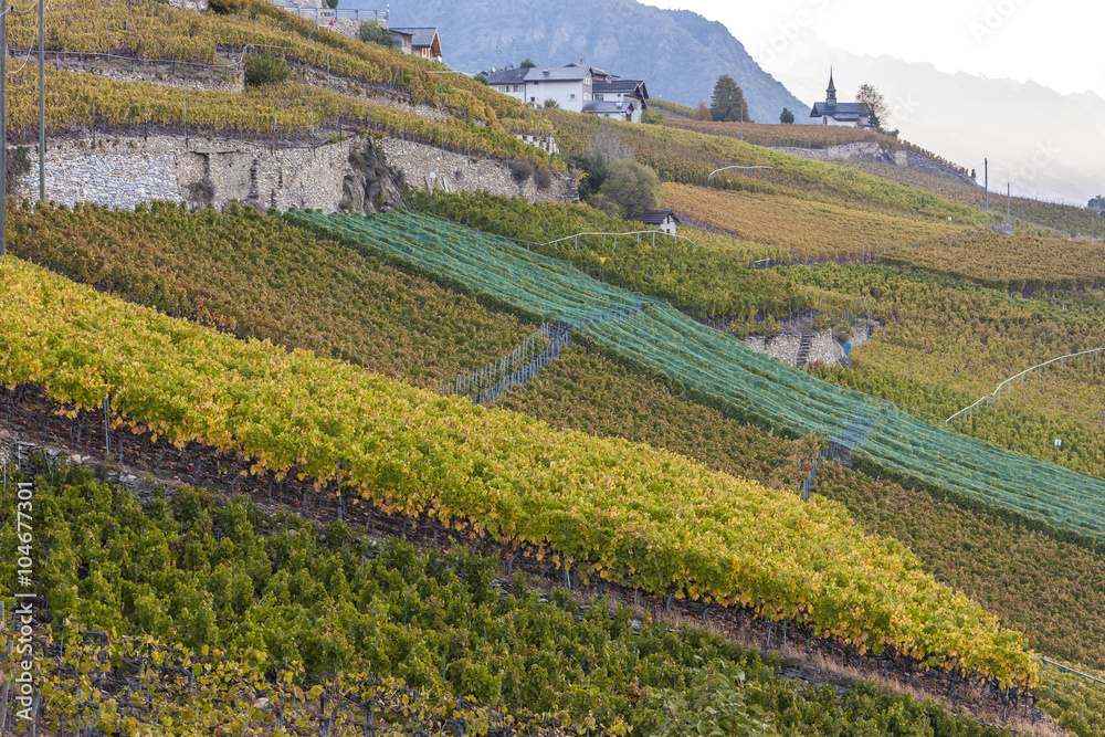vineyards in Sion region, canton Valais, Switzerland