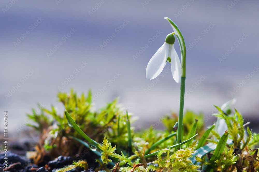 Early Spring snowdrop flower close-up on a sunny day Early Spring snowdrop flower close-up on a sunny day