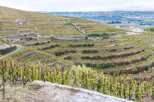 grand cru vineyard L´Hermitage, Rhone-Alpes, France photo