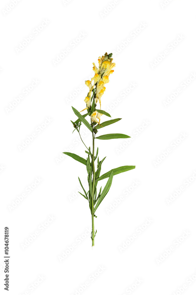 Fototapeta premium Pressed and dried delicate flower Linaria vulgaris on stem with green leaves. Isolated on white background.