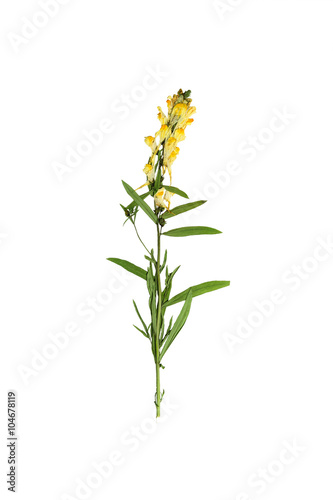 Pressed and dried delicate flower Linaria vulgaris on stem with green leaves. Isolated on white background.