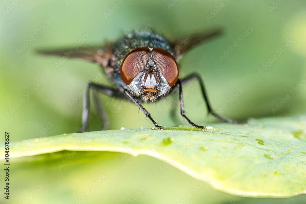 Goldfliege (Lucilia sericata) Portrait auf einem Blatt Goldfliege (Lucilia sericata) Portrait auf einem Blatt