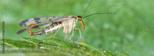 Gemeine Skorpionsfliege (Panorpa communis) Männchen photo