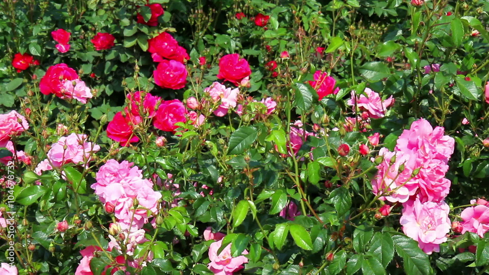 Roses in the Coloma Rose Garden (Sint-Pieters-Leeuw, Belgium. Roses in the Coloma Rose Garden (Sint-Pieters-Leeuw, Belgium.