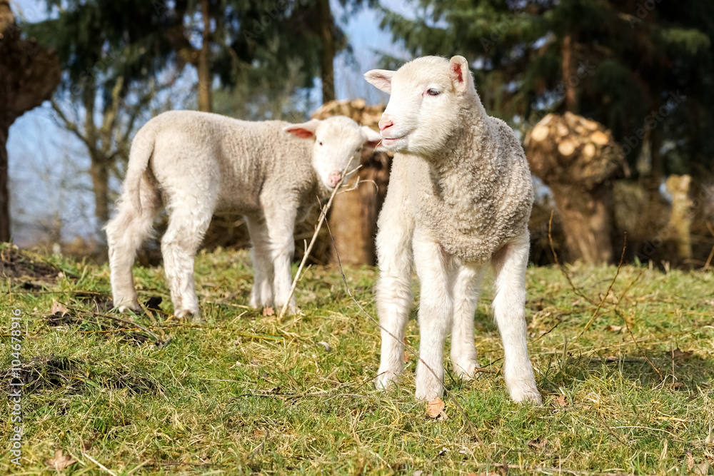 Osterzeit - zwei Schaflämmer genießen die Morgensonne Osterzeit - zwei Schaflämmer genießen die Morgensonne