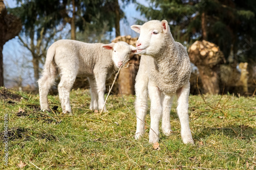 Osterzeit - zwei Schaflämmer genießen die Morgensonne