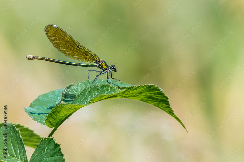 Gebänderte Prachtlibelle (Calopteryx splendens) Weibchen auf einem Blatt Gebänderte Prachtlibelle (Calopteryx splendens) Weibchen auf einem Blatt
