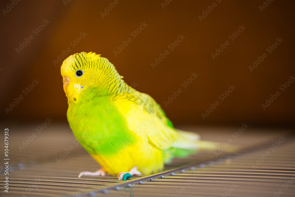 Naklejka premium Pied vibrant parakeet, budgerigar, yellow and green