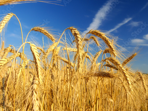 Wheat field against a blue sky