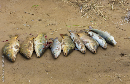 Dead fishes in Iraqi countryside