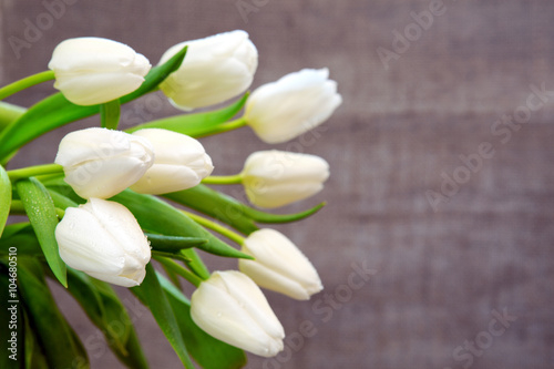 White tulip bouquet  isolated .