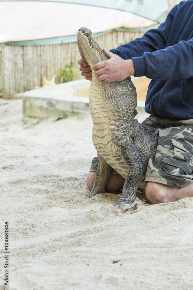 Fototapeta premium Person performing a stunt with alligator