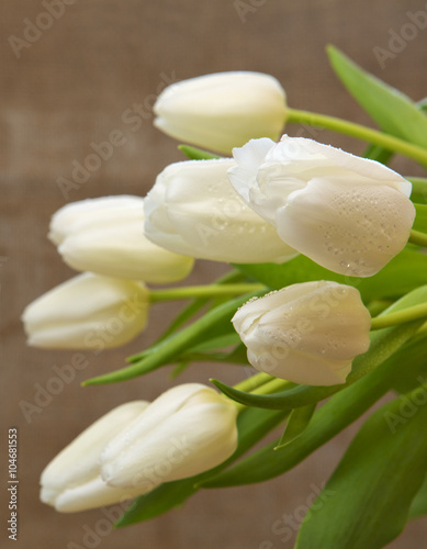 White tulip bouquet isolated