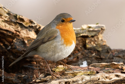 Robin perched on a tree © lucaar