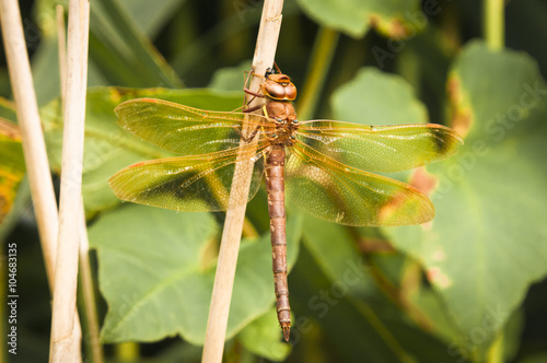 A female Brown Hawker,Aeshna grandis, Dragonfly resting on vegetation