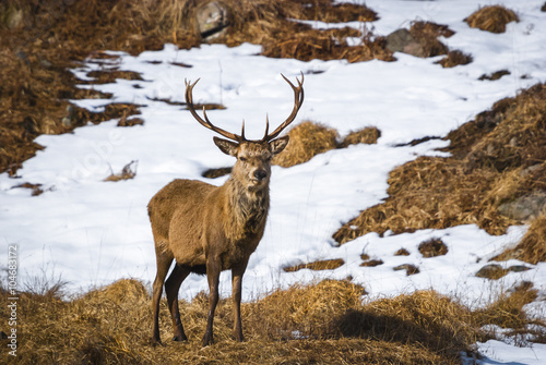 A Red Deer Stag, Cervus elaphus, amongst the snow in the Scottish Highlands © espy3008