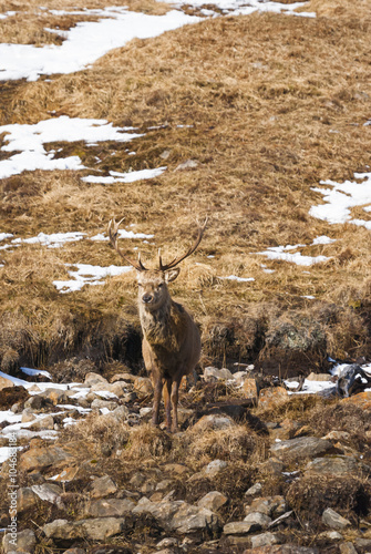 Fototapeta Naklejka Na Ścianę i Meble -  A Red Deer Stag, Cervus elaphus, amongst the snow in the Scottish Highlands