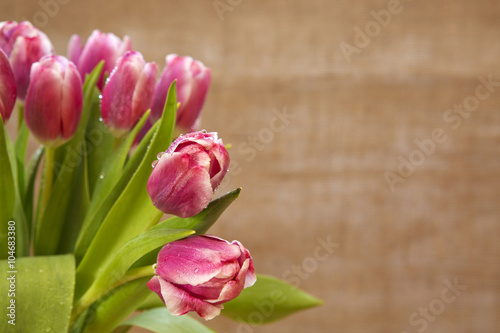 Fototapeta Naklejka Na Ścianę i Meble -   Pink tulips background.