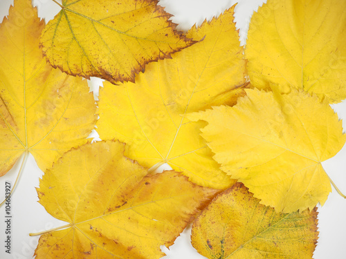 Yellow leaves in fall background