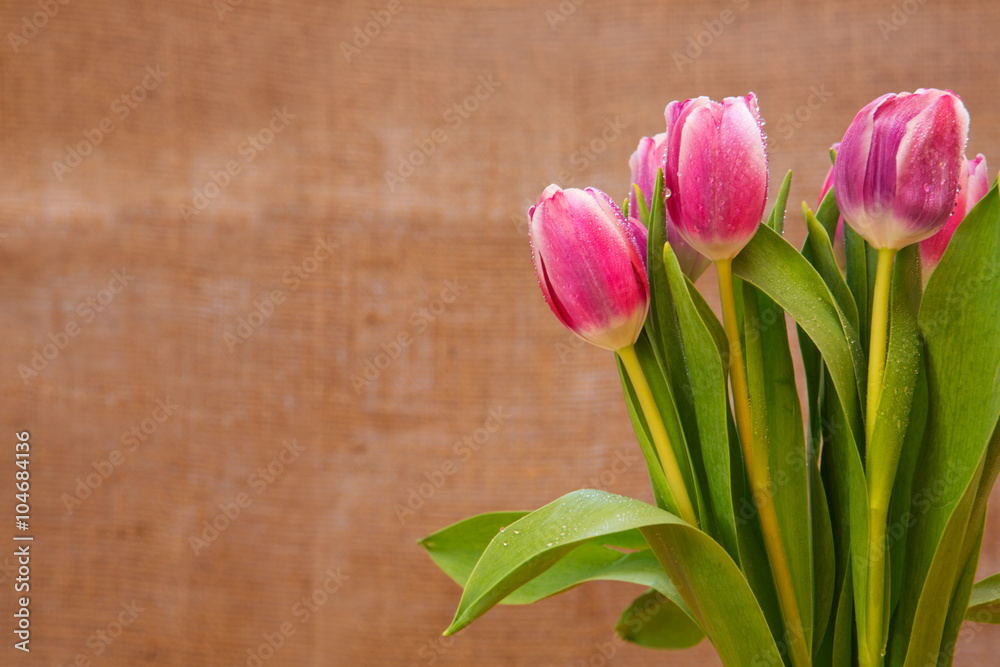 Pink tulips background.