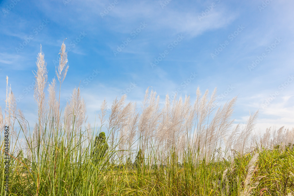 Fototapeta premium Flower grass