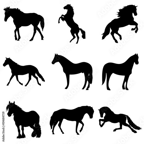 caballos