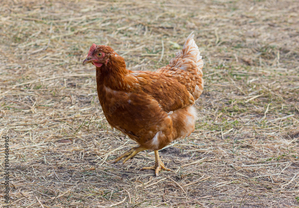 Chicken freely grazing on the farm. Animals