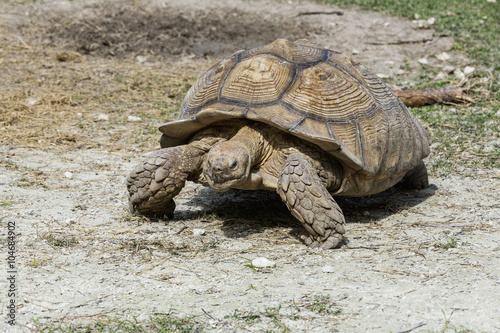 giant tortoise resting