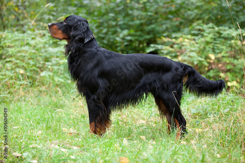 Obraz na płótnie Setter Gordon in the forest