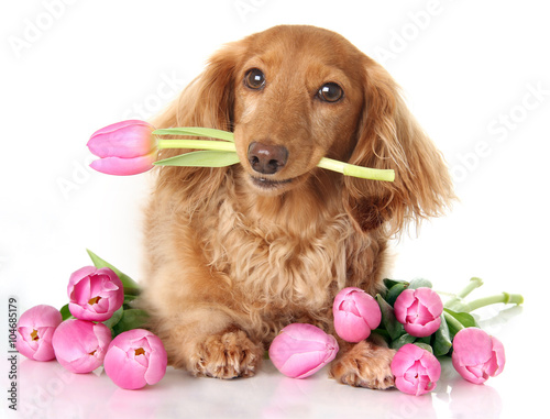 Obraz na plátně Tulip puppy