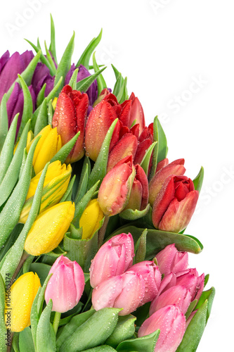 Tulip flowers. Bouquet fresh spring blooms water drops