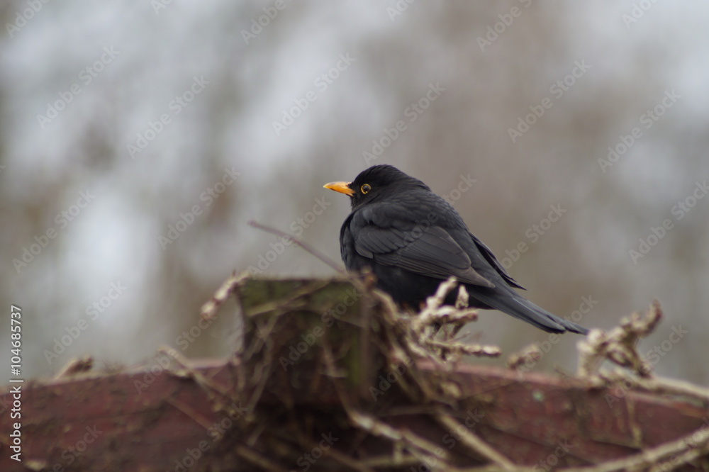 Amsel Amsel