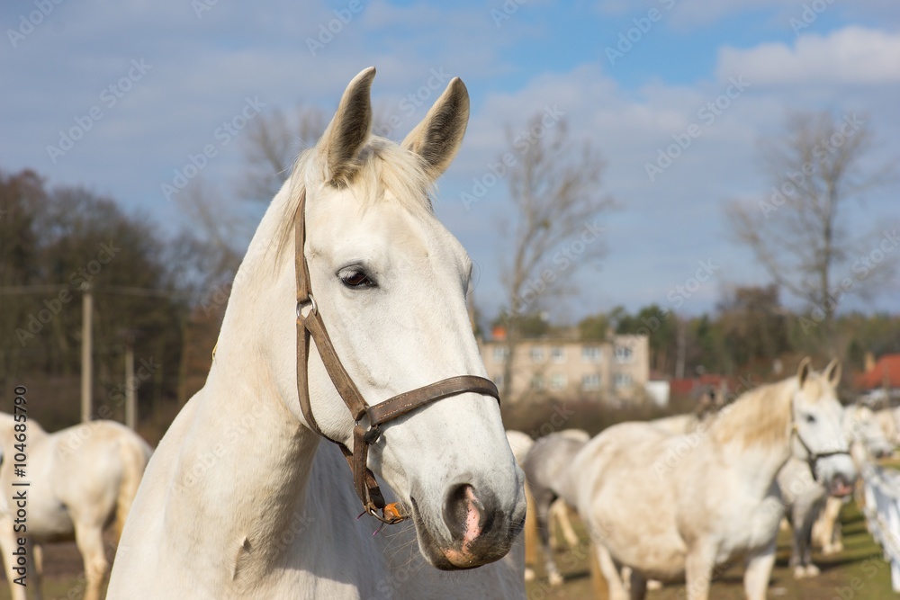 White horse portrait. Detailed Picture of the beautiful white horse head outside on the pasture land in the spring. Breed of horse is Kladrubsky horse one of oldest races in Europe and Czech Republic White horse portrait. Detailed Picture of the beautiful white horse head outside on the pasture land in the spring. Breed of horse is Kladrubsky horse one of oldest races in Europe and Czech Republic