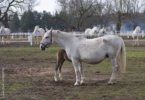 Mare and foal horse grazing in corral in Czech Republic. Detailed Picture of white horses outside on the pasture land in the spring. Breed of horse is Kladrubsky horse one of oldest races in Europe.