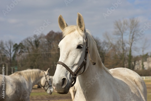 White horse portrait. Detailed Picture of the beautiful white horse head outside on the pasture land in the spring. Breed of horse is Kladrubsky horse one of oldest races in Europe and Czech Republic